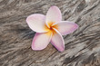 Frangipani flowers