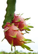 dragon fruit on a tree isolate on white background