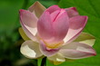 Lotus sacré, lotus rose