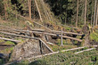 Geknickte Bäume