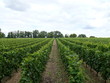 vignoble