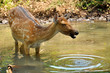 Sika Deer