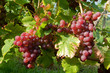 Weinreben 11.21 Weinreben 11.21
