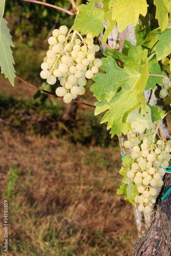 Foto: grappoli d'uva grappoli d'uva