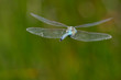 aeshna affinis