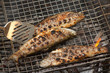 Trout on grill 2