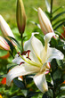 Lilies