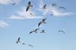 Envol Mouettes Ciel