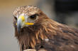 portrait d'aigle royal portrait d'aigle royal