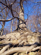 Photo: Tree with roots blanket Tree with roots blanket