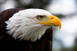 Photo: Eagle Eagle