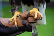 Claws of Bald Headed Eagle