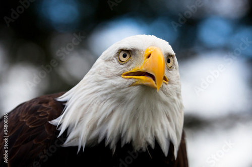 Photo: Eagle Eagle