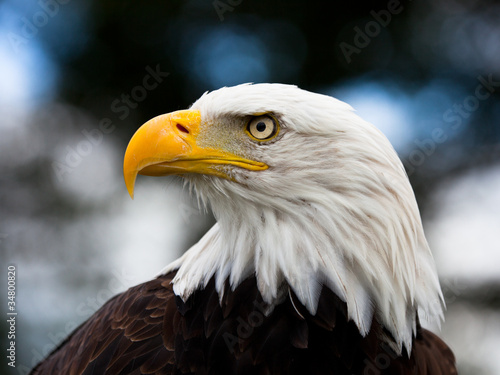 Photo: Eagle Eagle
