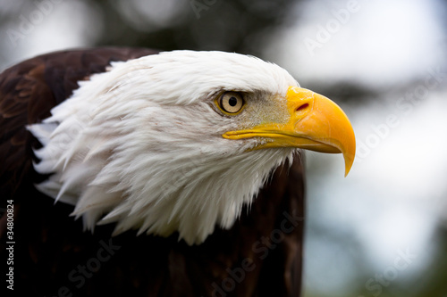 Photo: Eagle Eagle
