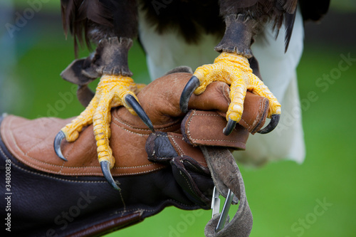 Photo: Claws of Bald Headed Eagle Claws of Bald Headed Eagle