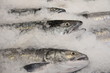 Frischfisch