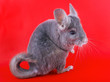 Violet ebonite chinchilla .