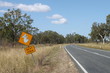 Attention Koala