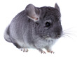 Gray ebonite chinchilla on white background.