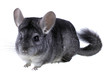Gray ebonite chinchilla on white background.