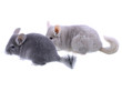 Couple of gray ebonite chinchilla on white.