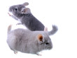 Couple of gray ebonite chinchilla on white.