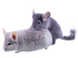 Couple of gray ebonite chinchilla on white.