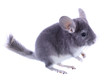 Gray ebonite chinchilla on white background.