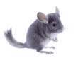 Gray ebonite chinchilla on white background.