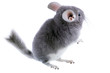 Gray ebonite chinchilla on white background.