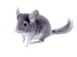 Gray ebonite chinchilla on white background.