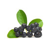 black chokeberry, Aronia melanocarpa black chokeberry, Aronia melanocarpa