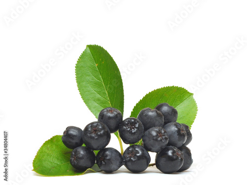 Photo: black chokeberry, Aronia melanocarpa black chokeberry, Aronia melanocarpa