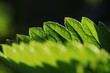 Frühling