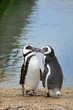pair of penguins