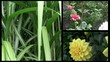 Garten Collage