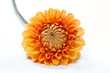Blühende Dahlie (Dahlia) mit großer Schärfentiefe