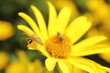 Foto: insekten auf blüte insekten auf blüte
