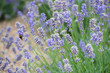 Hummel auf Lavendel