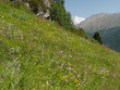 Prairie fleurie en montagne Prairie fleurie en montagne