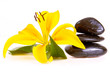 Steine,Lilium