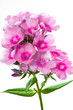Blühender Phlox paniculata, große DOF