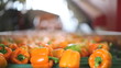 Vídeo: peppers on conveyor for further processing peppers on conveyor for further processing