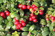Photo: Fresh Cowberry (Vaccinium vitis-idaea) Fresh Cowberry (Vaccinium vitis-idaea)