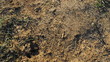 Formiche - ants