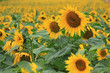Sonnenblumenfeld