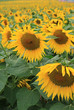 Sonnenblumenfeld