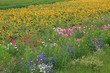 Sonnenblumen und Wildblumen