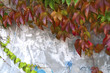 An ivy and a wall